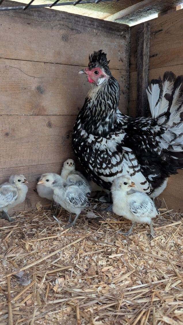 Hens in the yard