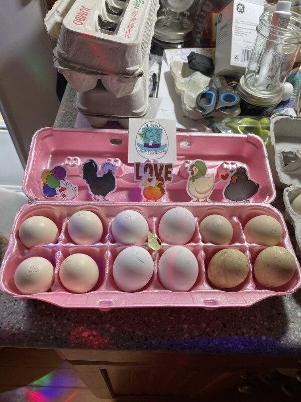 Fresh eggs