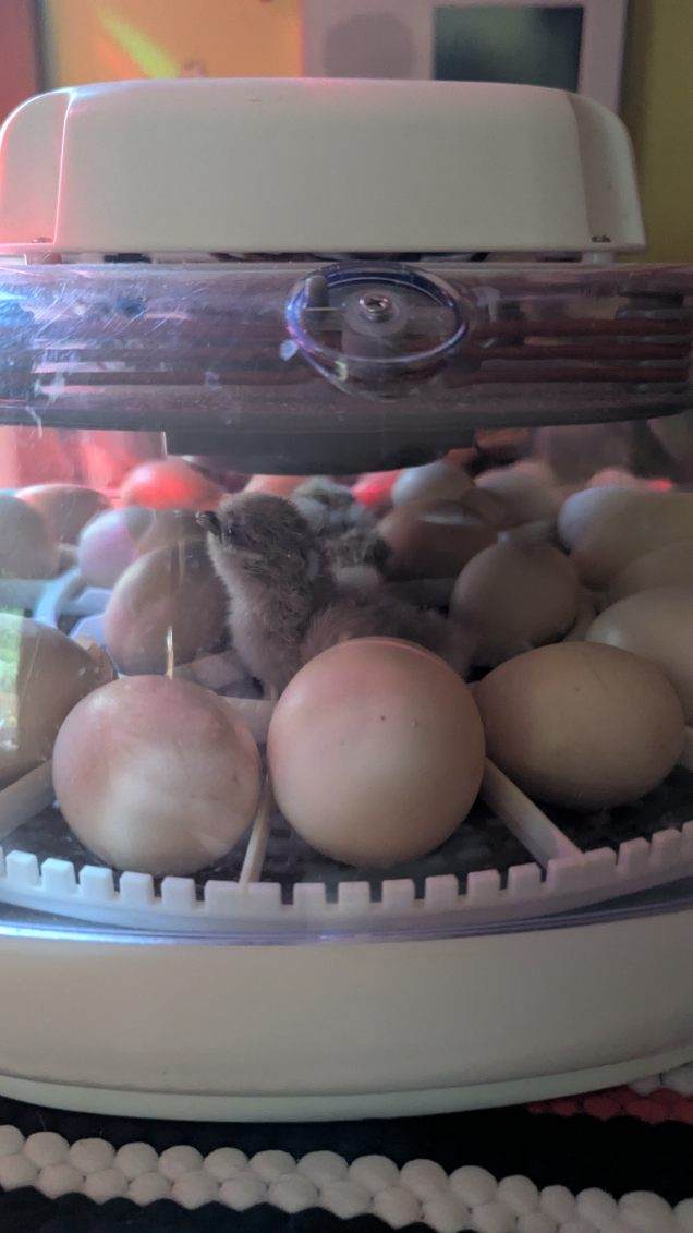 Baby chick